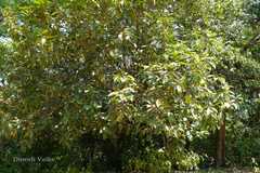 Symplocos cochinchinensis subsp. laurina